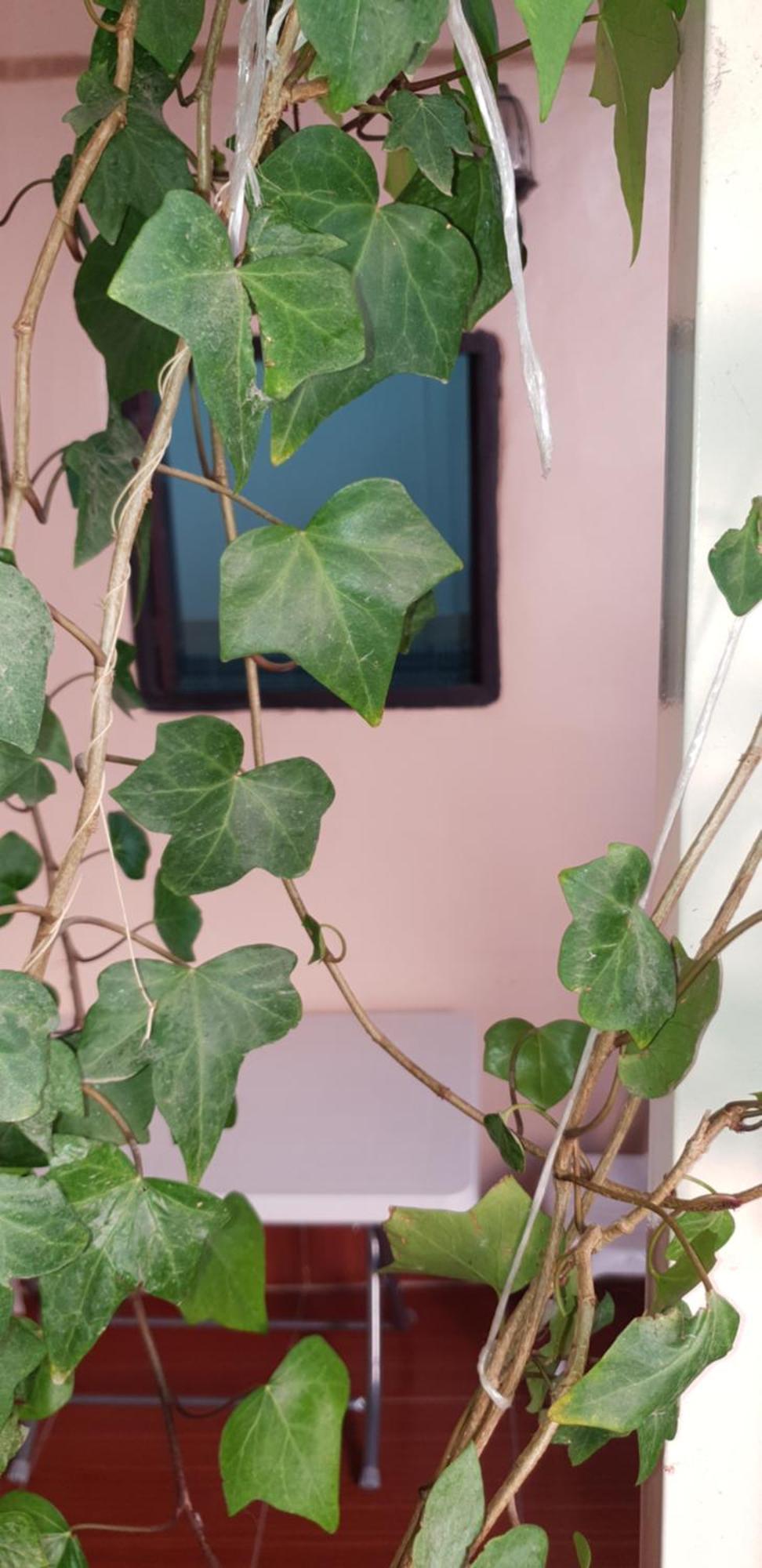 La Casa Espanyola フェズ エクステリア 写真